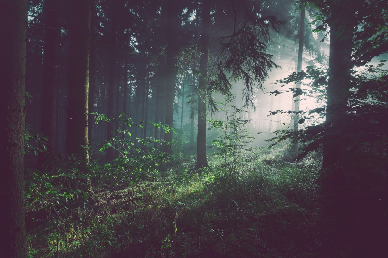 Drewniana Chata nad Jeziorkiem — ujęcie 5